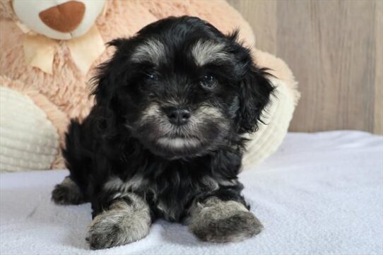 [#251250-04] Black / Tan F Havanese Puppies For Adoption