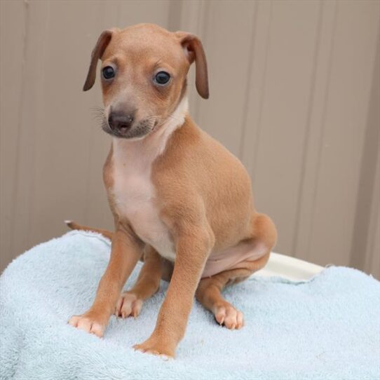 [#251212-08] Fawn / White F Italian Greyhound Puppies For Adoption