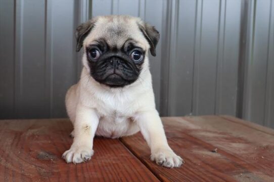 [#251088-03] Fawn M Pug Puppies For Adoption