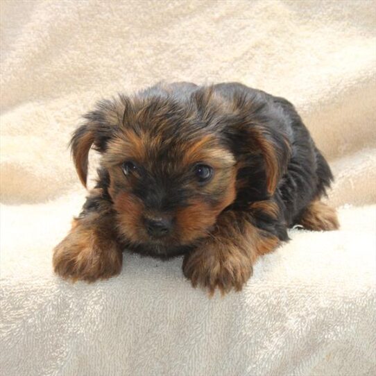 [#251414-01] Black / Tan M Yorkshire Terrier Puppies For Adoption
