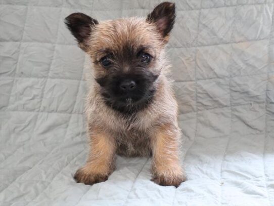[#251262-04] Wheaten F Cairn Terrier Puppies For Adoption