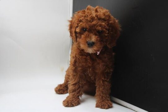 [#251205-06] Red / White F Cavapoo Puppies For Adoption
