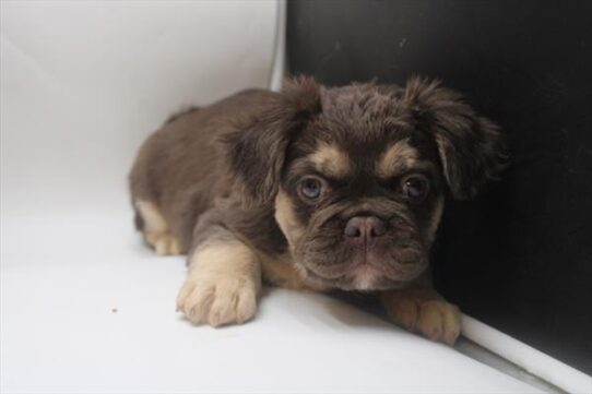 [#251124-03] Chocolate / Tan M French Bulldog Puppies For Adoption