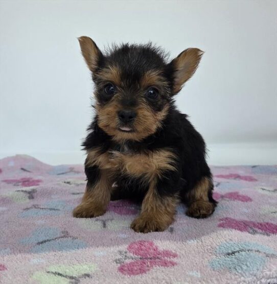 [#25480-04] Black / Tan F Yorkshire Terrier Puppies For Adoption