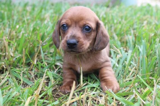[#251652-01] Wild Boar M Dachshund Puppies For Adoption