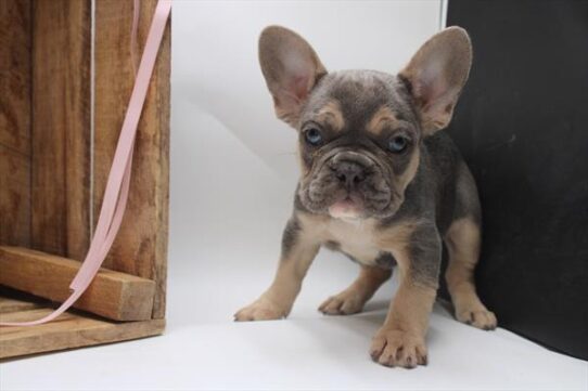 [#251251-03] Lilac Merle M French Bulldog Puppies For Adoption
