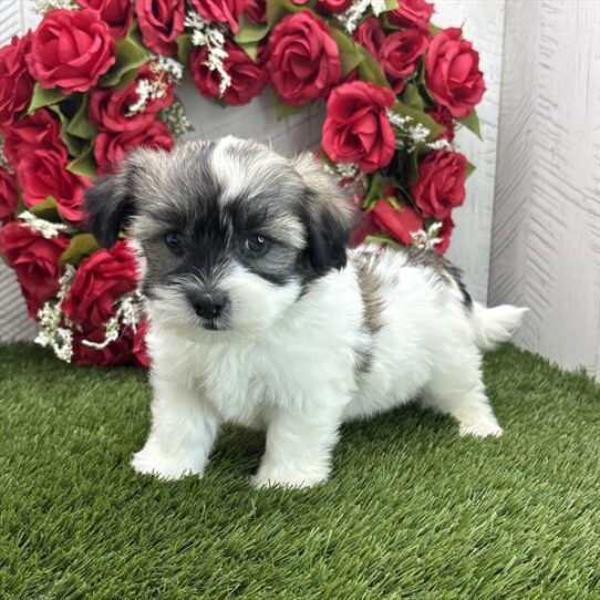 [#251257-02] Black Brindle M Havanese Puppies For Adoption