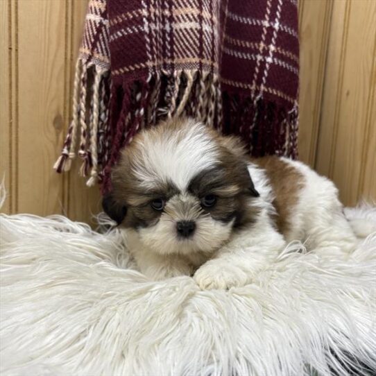 [#251289-02] Brindle / White M Shih Tzu Puppies For Adoption