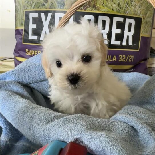 [#251511-05] Tan / White M Maltipoo Puppies For Adoption