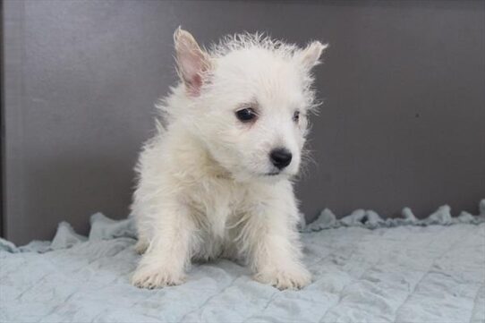 [#251263-03] White F West Highland White Terrier Puppies For Adoption