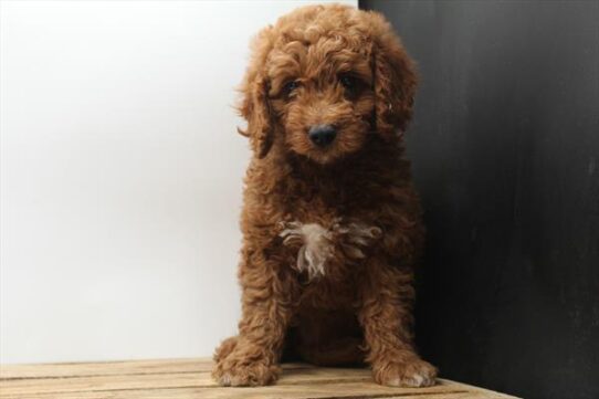 [#251459-07] Dark Red F Goldendoodle Puppies For Adoption
