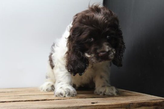 [#251388-03] Brown / White F Cocker Spaniel Puppies For Adoption