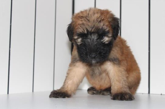 [#251610-02] Wheaten M Soft Coated Wheaten Terrier Puppies For Adoption