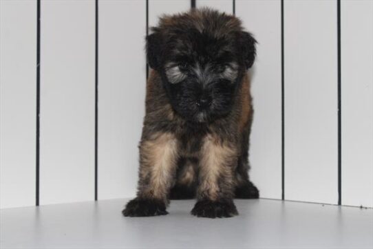 [#251610-03] Wheaten F Soft Coated Wheaten Terrier Puppies For Adoption