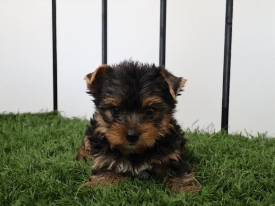 [#251750-02] Black / Tan M Yorkshire Terrier Puppies For Adoption
