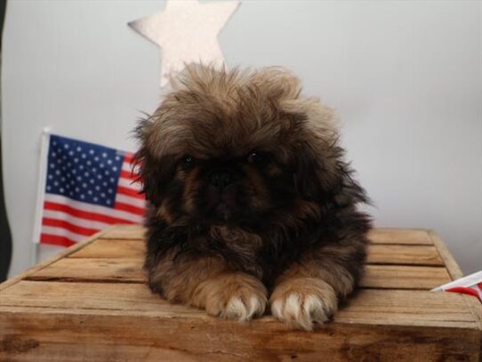 [#251223-01] Black Sable M Pekingese Puppies For Adoption