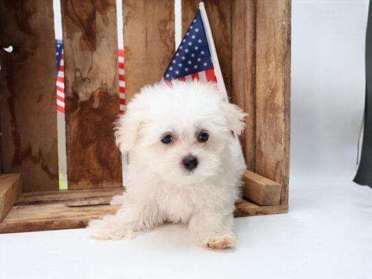 [#251313-01] White M Maltese Puppies For Adoption