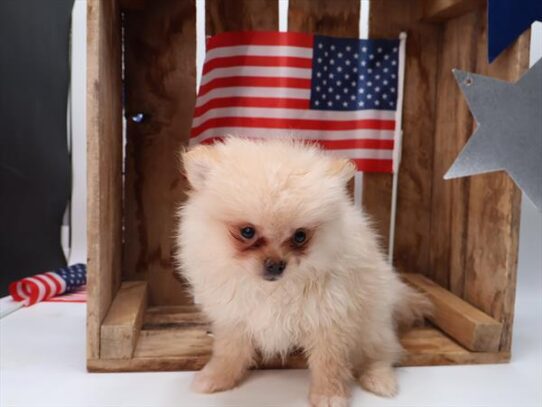 [#251477-03] Cream M Pomeranian Puppies For Adoption