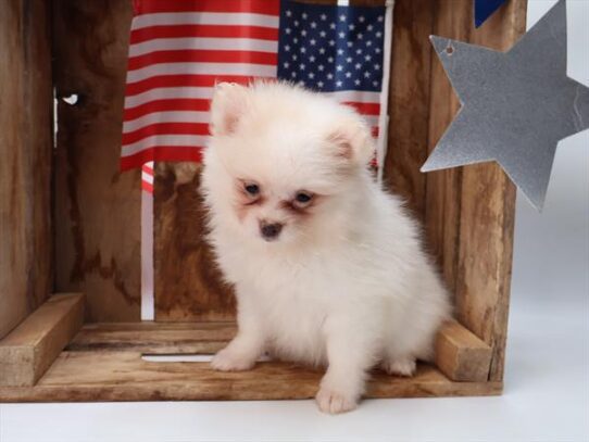 [#251477-04] White F Pomeranian Puppies For Adoption