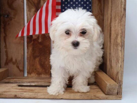 [#251213-04] White F Maltese Puppies For Adoption