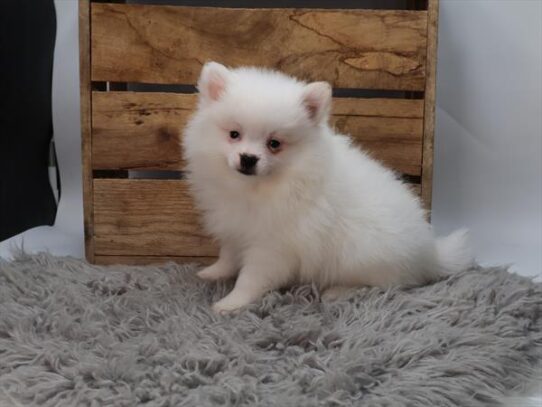 [#251479-04] White F Pomeranian Puppies For Adoption