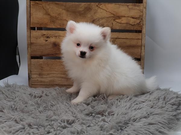 Pomeranian - 5964528 Image #1