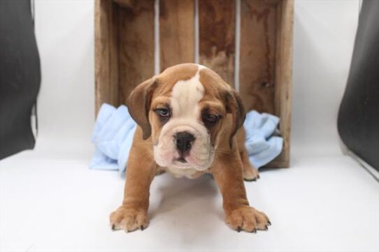 [#251525-01] Red / White M Beabull Puppies For Adoption