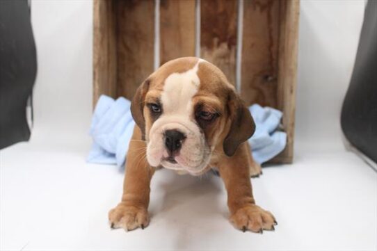 [#251525-05] Red / White F Beabull Puppies For Adoption