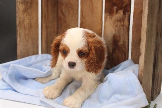 [#251406-03] Blenheim F Cavalier King Charles Spaniel Puppies For Adoption