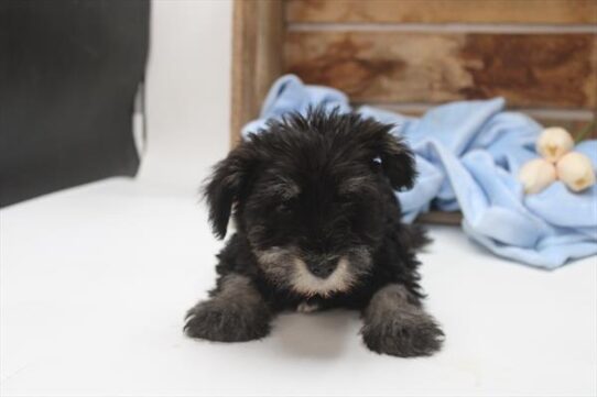 [#251634-03] Salt / Pepper F Miniature Schnauzer Puppies For Adoption