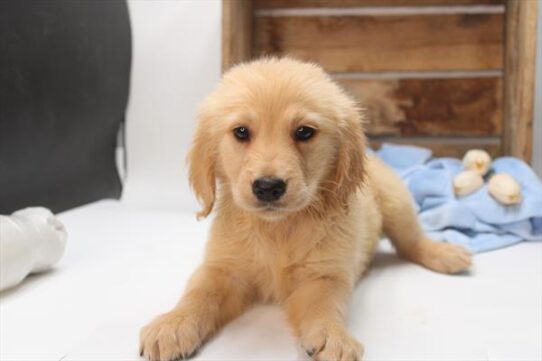 [#251972-07] Golden F Golden Retriever Puppies For Adoption