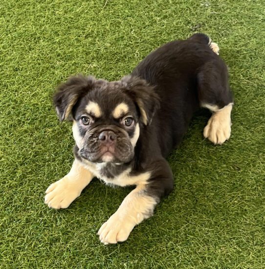 [#251124-03] Chocolate / Tan M French Bulldog Puppies For Adoption
