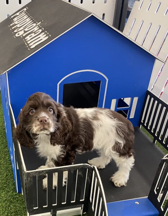 [#251388-02] Brown F Cocker Spaniel Puppies For Adoption