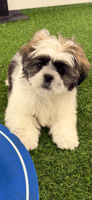 [#251290-03] Brindle / White M Shih Tzu Puppies For Adoption