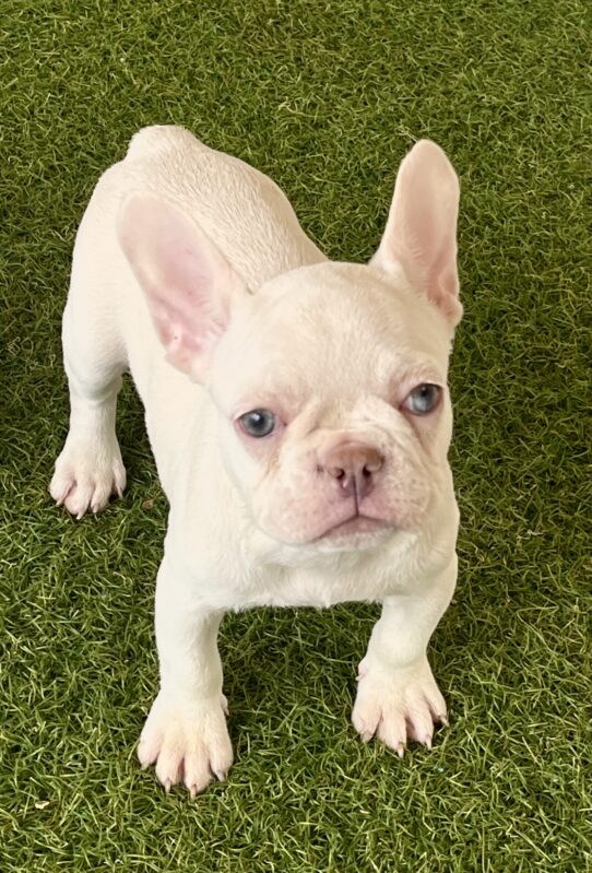 [#251334-05] Platinum F French Bulldog Puppies For Adoption