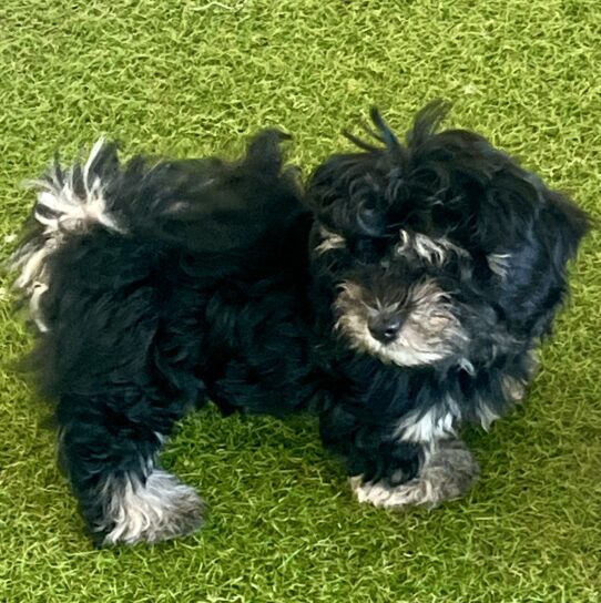 [#251250-04] Black / Tan F Havanese Puppies For Adoption