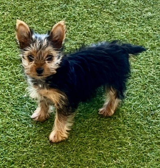 [#25480-04] Black / Tan F Yorkshire Terrier Puppies For Adoption