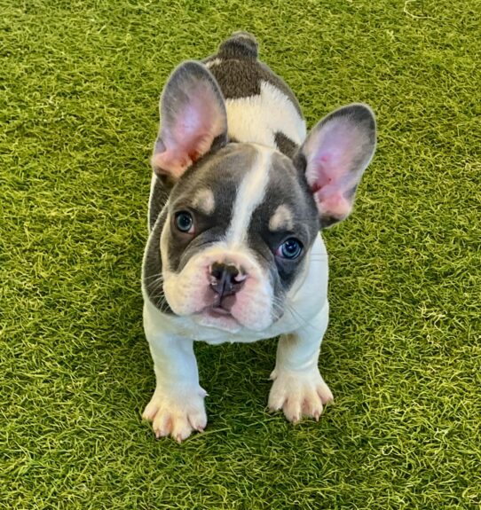 [#251551-01] Blue M French Bulldog Puppies For Adoption