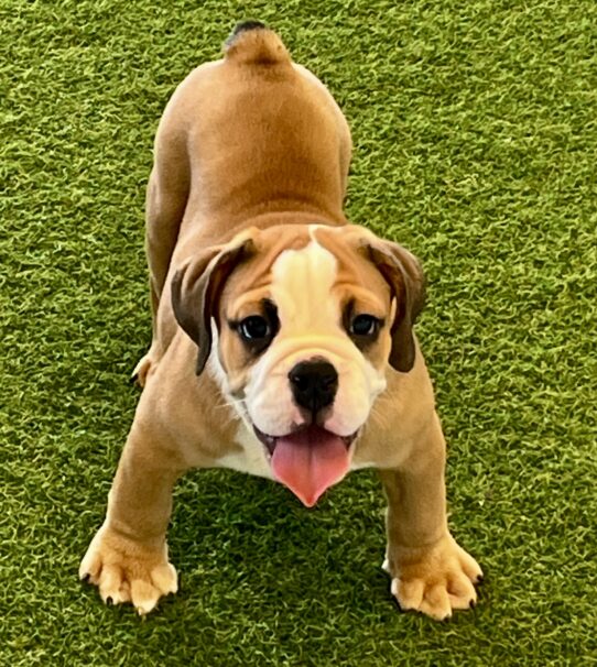 [#251525-01] Red / White M Beabull Puppies For Adoption