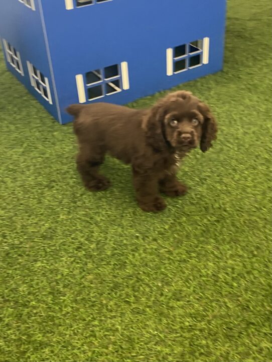 [#251389-01] Brown / White F Cocker Spaniel Puppies For Adoption