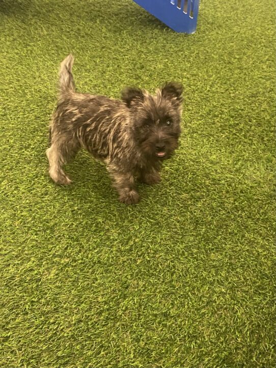 [#251262-03] Wheaten M Cairn Terrier Puppies For Adoption