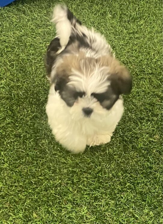 [#251290-03] Brindle / White M Shih Tzu Puppies For Adoption