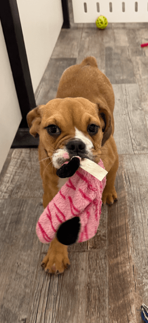 [#251525-05] Red / White F Beabull Puppies For Adoption