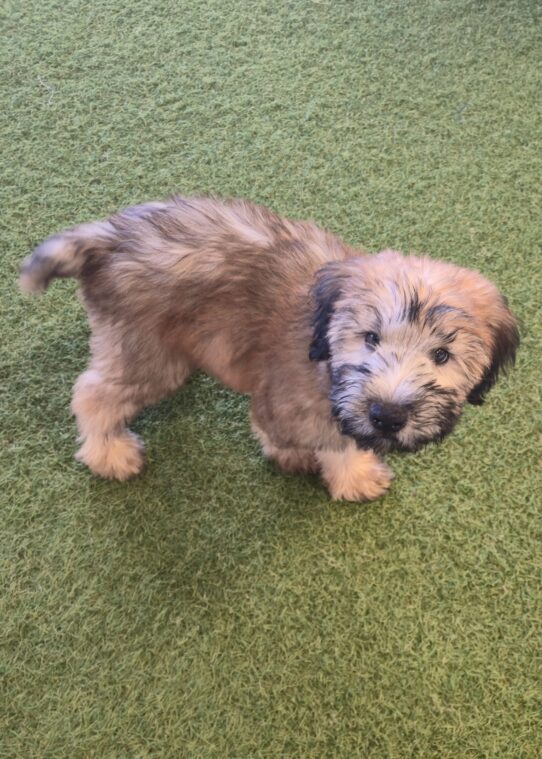 [#251755-02] Wheaten M Soft Coated Wheaten Terrier Puppies For Adoption