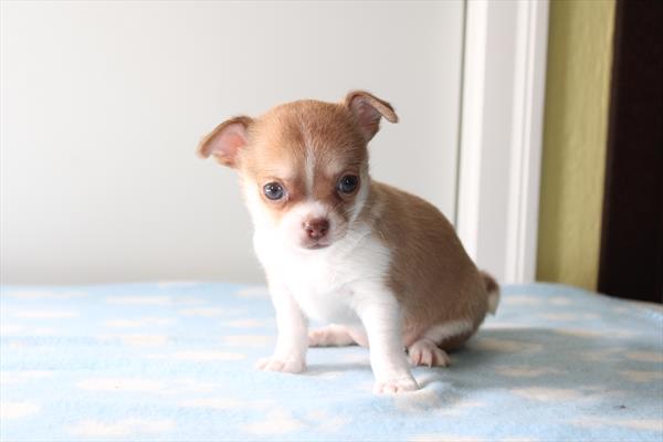Mimi Image #1