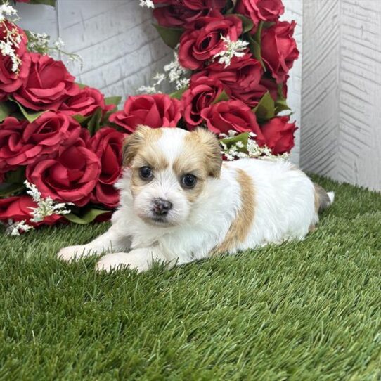 [#251468-03] Black Brindle F Havanese Puppies For Adoption