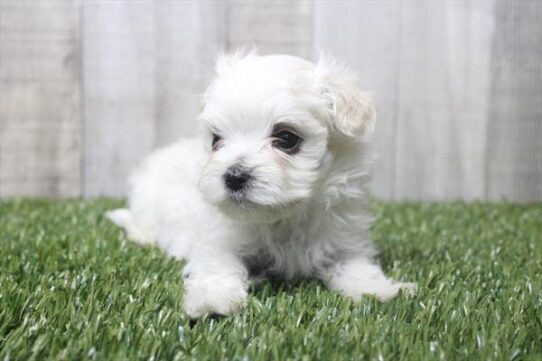[#251650-01] White M Maltese Puppies For Adoption