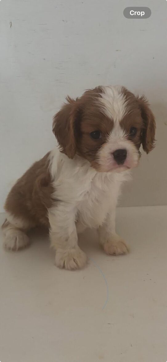 [#251809-04] Blenheim M Cavalier King Charles Spaniel Puppies For Adoption