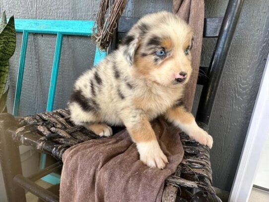 [#251507-01] Blue Merle M Australian Shepherd Puppies For Adoption