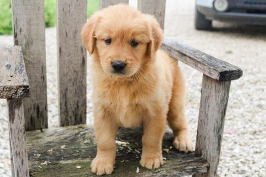 [#251833-02] Golden F Golden Retriever Puppies For Adoption